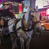 De Blasio Promises To Ban NYC Carriage Horses When He Gets Around To It